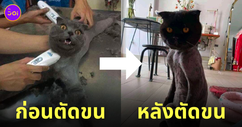 แมวโดนตัดขน