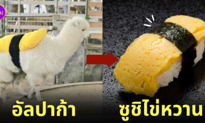 อัลปาก้า ซูชิไข่หวาน