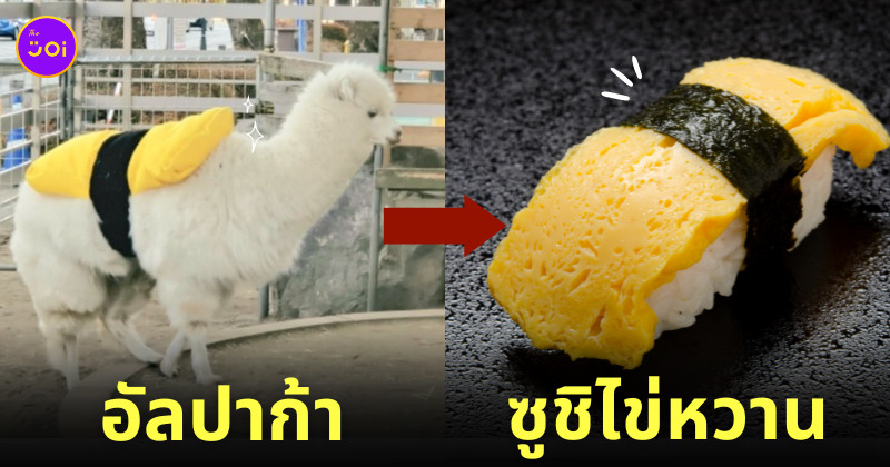อัลปาก้า ซูชิไข่หวาน