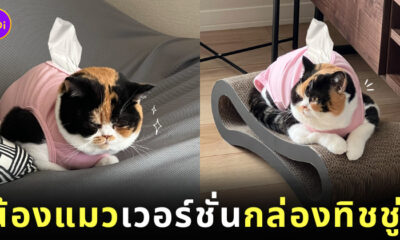 แมวสามสี แมวญี่ปุ่น บริติช ช็อตแฮร์ กล่องกระดาษทิชชู่