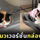 แมวสามสี แมวญี่ปุ่น บริติช ช็อตแฮร์ กล่องกระดาษทิชชู่