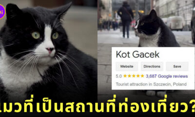 แมวอ้วน ลายทักซิโด โปแลนด์ กาเซ็ก Gacek
