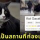 แมวอ้วน ลายทักซิโด โปแลนด์ กาเซ็ก Gacek