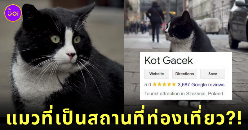 แมวอ้วน ลายทักซิโด โปแลนด์ กาเซ็ก Gacek