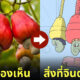ภาพวาด ใบหน้า การ์ตูน สิ่งของต่าง ๆ
