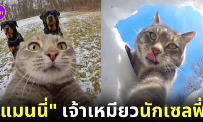 แมนนี่ Manny แมวนักเซลฟี่ yoremahm