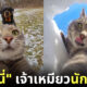 แมนนี่ Manny แมวนักเซลฟี่ yoremahm