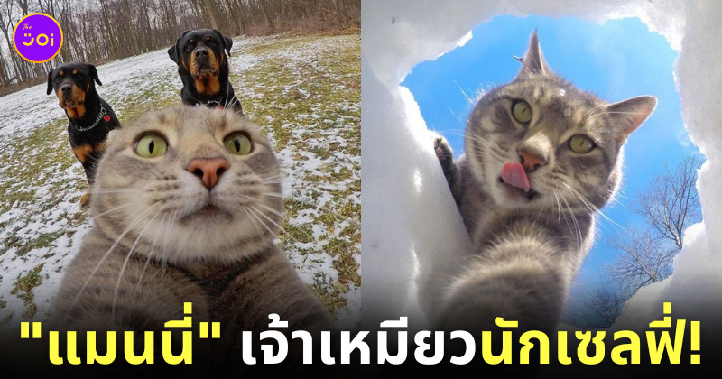 แมนนี่ Manny แมวนักเซลฟี่ yoremahm