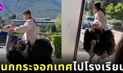 เด็กหญิงชาวจีน ขี่นกกระจอกเทศ ไปโรงเรียน
