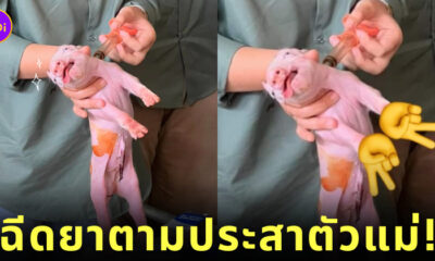 หมู ฉีดยา ตัวแม่ Y2K มหาวิทยาลัยกาฬสินธุ์