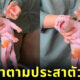 หมู ฉีดยา ตัวแม่ Y2K มหาวิทยาลัยกาฬสินธุ์