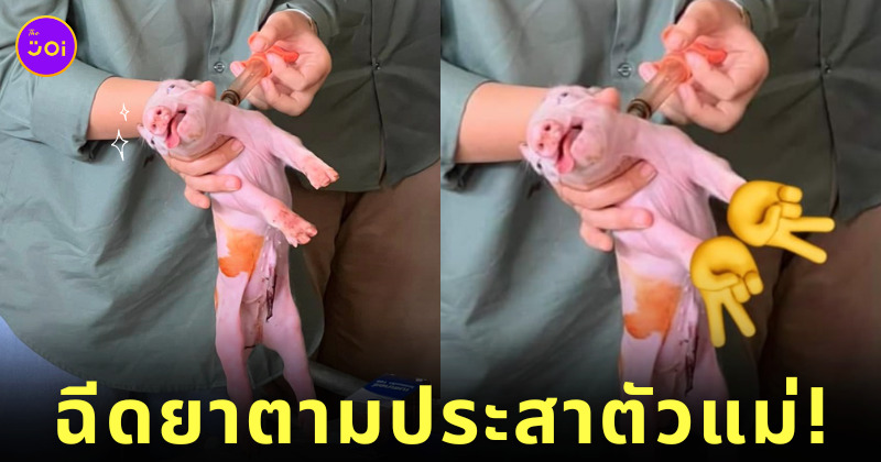 หมู ฉีดยา ตัวแม่ Y2K มหาวิทยาลัยกาฬสินธุ์