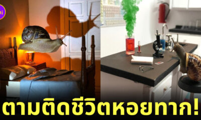 หอยทาก จำลองใช้ชีวิตแบบมนุษย์