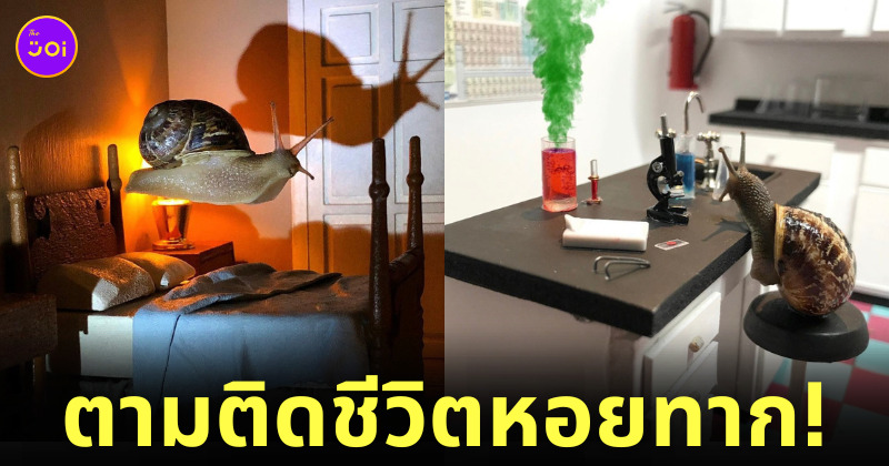 หอยทาก จำลองใช้ชีวิตแบบมนุษย์