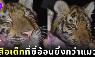 คลิปเสือโผล่ข้างเตียงสาวจีน
