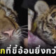 คลิปเสือโผล่ข้างเตียงสาวจีน
