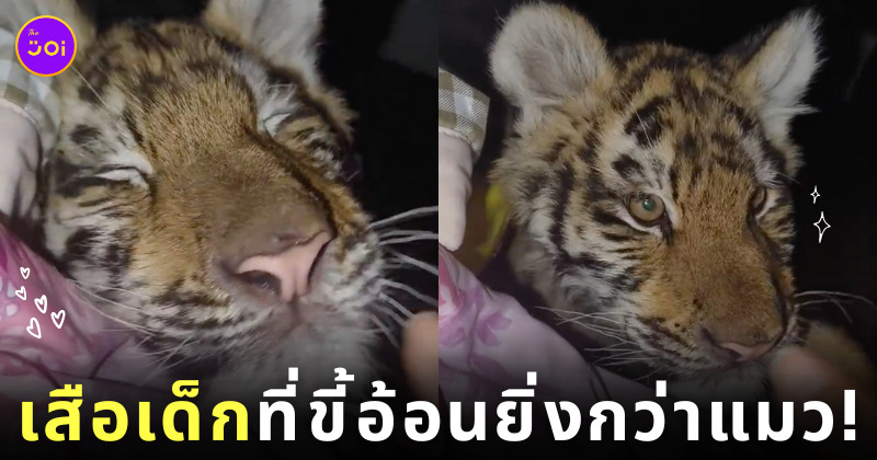 คลิปเสือโผล่ข้างเตียงสาวจีน