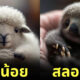 สัตว์โลกน่ารัก สัตว์โลกตัวจิ๋ว AI Photoshop
