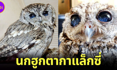 รู้จัก “น้องซุส (Zeus)” นกฮูกตากาแล็กซี่ที่สวยสตั๊นท์จนเป็นไวรัล แม้จะตาบอดทั้งสองข้าง!?