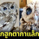 รู้จัก “น้องซุส (Zeus)” นกฮูกตากาแล็กซี่ที่สวยสตั๊นท์จนเป็นไวรัล แม้จะตาบอดทั้งสองข้าง!?