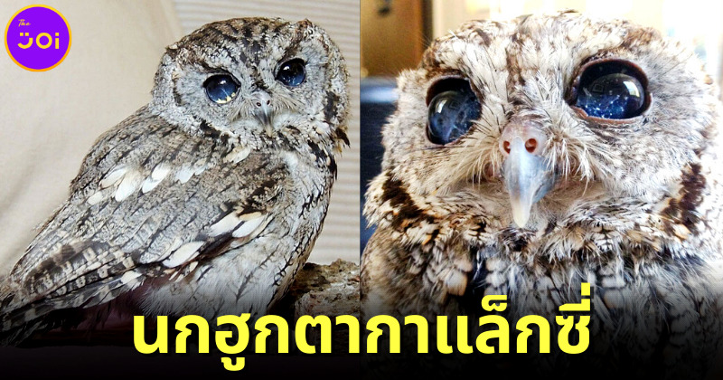 รู้จัก “น้องซุส (Zeus)” นกฮูกตากาแล็กซี่ที่สวยสตั๊นท์จนเป็นไวรัล แม้จะตาบอดทั้งสองข้าง!?