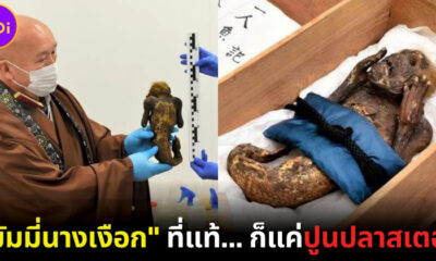 โดนแกงทั้งวัด! "มัมมี่นางเงือก" ในญี่ปุ่นที่แท้ก็แค่ปูนปลาสเตอร์ แต่พระยันตั้งโชว์ต่อเพื่อดึงดูดคนมาเที่ยว
