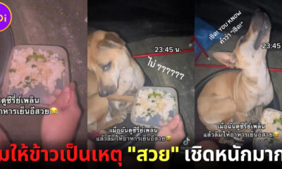 งอนนะ ต้องง้อหนักหน่อย! น้องหมานั่งเชิดหน้า 90 องศา หลังเจ้าของดูซีรีส์เพลินจนลืมให้อาหาร