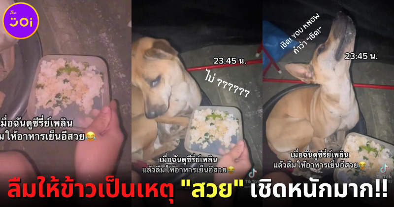 งอนนะ ต้องง้อหนักหน่อย! น้องหมานั่งเชิดหน้า 90 องศา หลังเจ้าของดูซีรีส์เพลินจนลืมให้อาหาร
