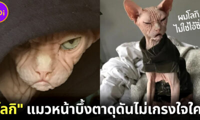 “โลกิ (Loki)” เจ้าแมวสฟิงซ์หน้าบึ้งตึง ที่จะทำให้ทาสแมวทุกคนรู้สึกเหมือนโดนเหยียดตลอดเวลา