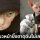 “โลกิ (Loki)” เจ้าแมวสฟิงซ์หน้าบึ้งตึง ที่จะทำให้ทาสแมวทุกคนรู้สึกเหมือนโดนเหยียดตลอดเวลา