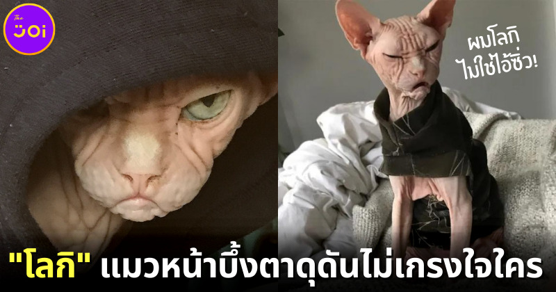 “โลกิ (Loki)” เจ้าแมวสฟิงซ์หน้าบึ้งตึง ที่จะทำให้ทาสแมวทุกคนรู้สึกเหมือนโดนเหยียดตลอดเวลา