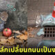 David Zinn ใช้สีชอล์กวาดรูปบนพื้นธรรมชาติเป็นภาพสุดคิวท์