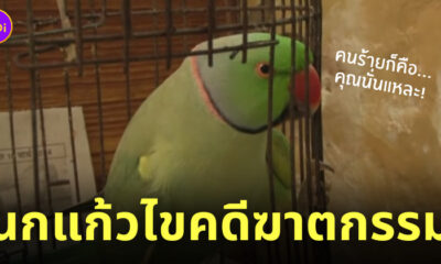 นกแก้ว ไขคดีฆาตกรรม