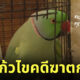 นกแก้ว ไขคดีฆาตกรรม
