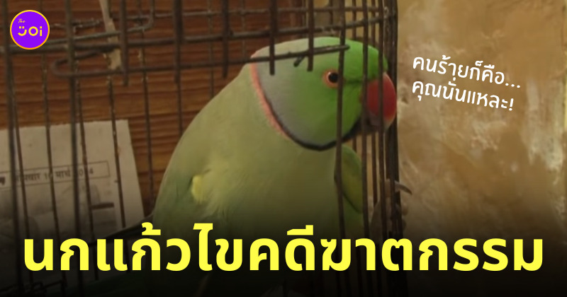 นกแก้ว ไขคดีฆาตกรรม