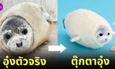 ตุ๊กตา แมวน้ำลายจุด เอบิฟราย สวนสัตว์โทบุ ญี่ปุ่น