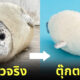 ตุ๊กตา แมวน้ำลายจุด เอบิฟราย สวนสัตว์โทบุ ญี่ปุ่น