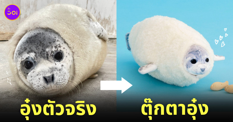 ตุ๊กตา แมวน้ำลายจุด เอบิฟราย สวนสัตว์โทบุ ญี่ปุ่น