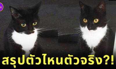 แมวหาย ได้คืน 2 ตัว