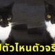 แมวหาย ได้คืน 2 ตัว