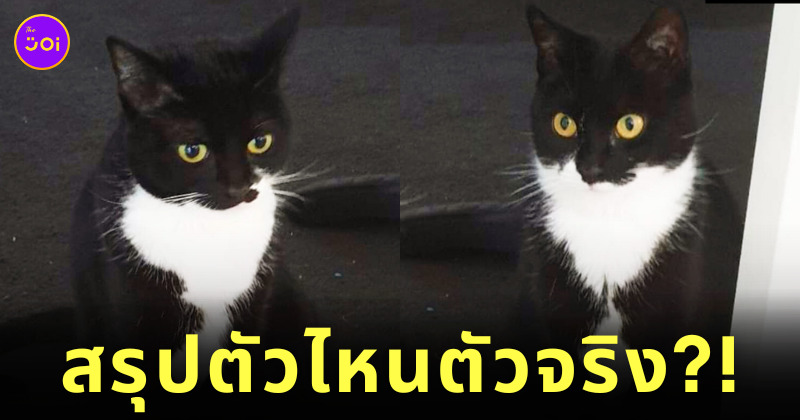 แมวหาย ได้คืน 2 ตัว