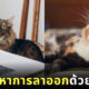 ให้พนักงานเลี้ยงแมว ลดปัญหาการลาออก ญี่ปุ่น