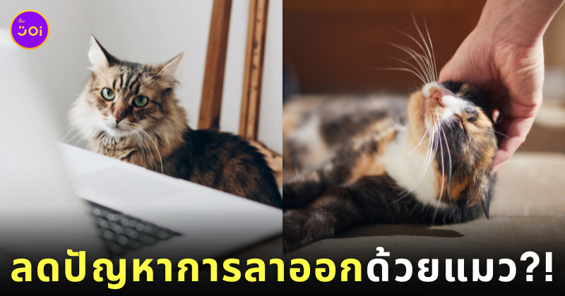 ให้พนักงานเลี้ยงแมว ลดปัญหาการลาออก ญี่ปุ่น