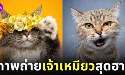 ภาพถ่าย Portrait แมวเหมียวสุดฮา Nils Jacobi
