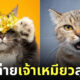 ภาพถ่าย Portrait แมวเหมียวสุดฮา Nils Jacobi