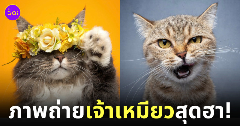 ภาพถ่าย Portrait แมวเหมียวสุดฮา Nils Jacobi