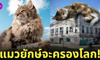 รูปตัดต่อ แมวยักษ์