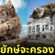 รูปตัดต่อ แมวยักษ์