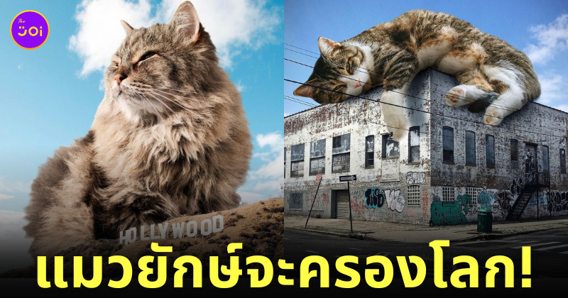 รูปตัดต่อ แมวยักษ์