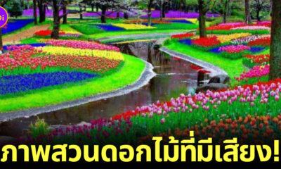สวนดอกไม้เคอเคนฮอฟ Keukenhof สวนดอกไม้แห่งยุโรป ดินแดนทิวลิป เนเธอร์แลนด์ ภาพพื้นหลัง